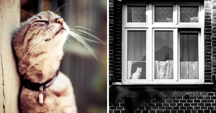 Most Beautiful Cats I Met In The City Of Brno