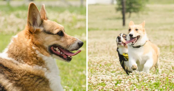 I Photographed The First Ever Iowa Corgi Meet Up