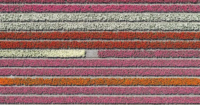 Colourful Patterns Of Tulip Fields In Netherlands