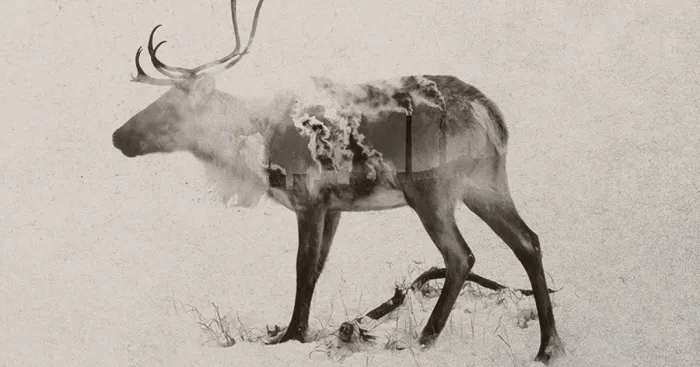 I Created Double Exposure Images Of Animals Threatened By Climate Change