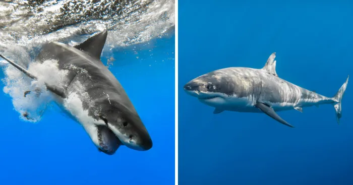 I Photograph The Great White Sharks Of Isla De Guadalupe