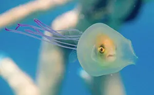 Fish Trapped Inside A Jellyfish Captured In A One In A Million Shot