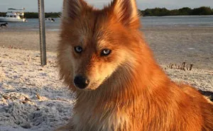 Meet Fox Dog, A Pomeranian-Husky Mix (12 Pics)