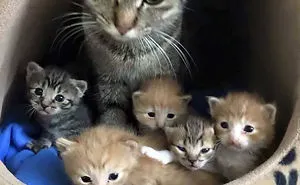 50 Animal Expressions That Perfectly Sum Up What It's Like To Be A Mother
