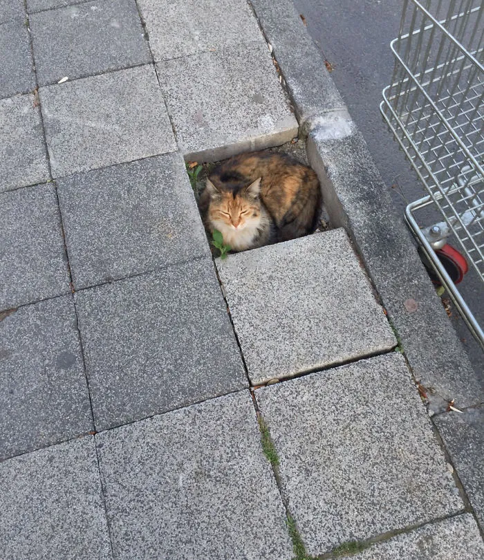 If I Fits, I Sits