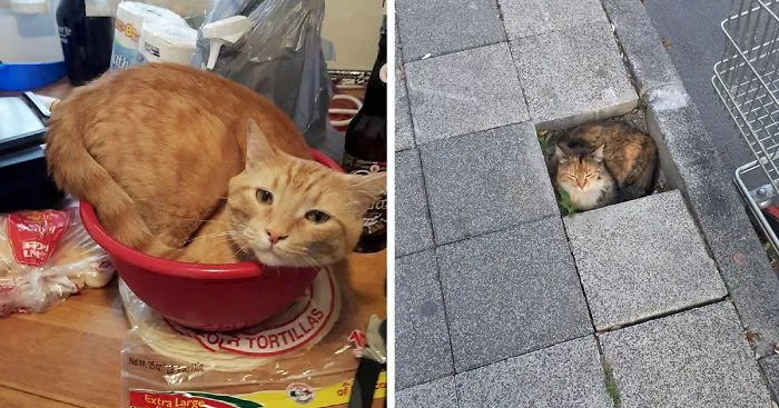 Post A Photo Of Your Cat In 'If I Fits I Sits' Situations