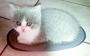 Post A Photo Of Your Cat In 'If I Fits I Sits' Situations