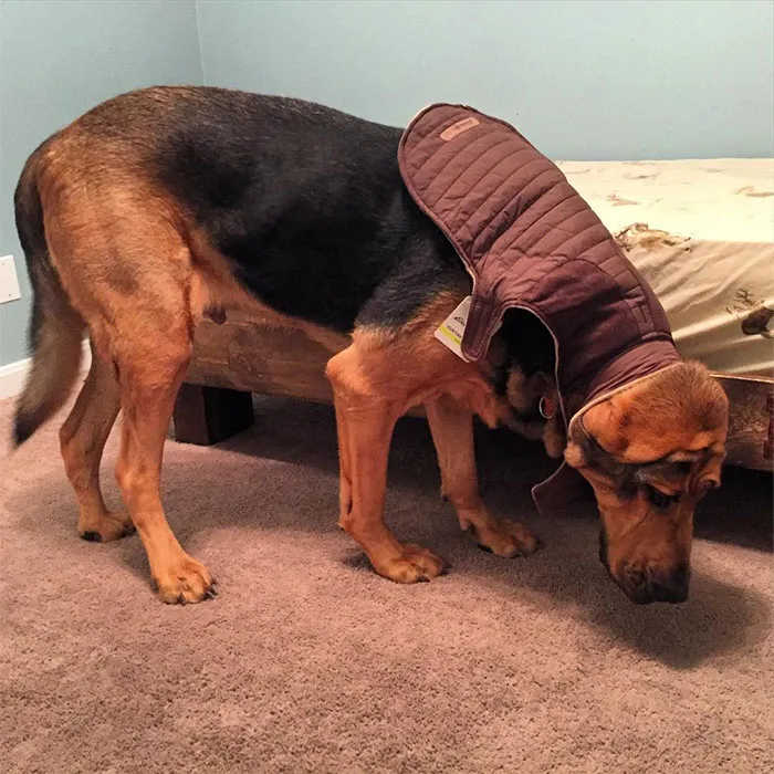 I Think This Company Missed The Mark On "Sized For Large Breed Dogs"