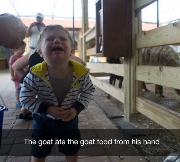 The goat ate the goat food from his hand