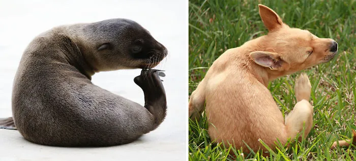 Seals Are Actually Ocean Puppies (40 Pics)