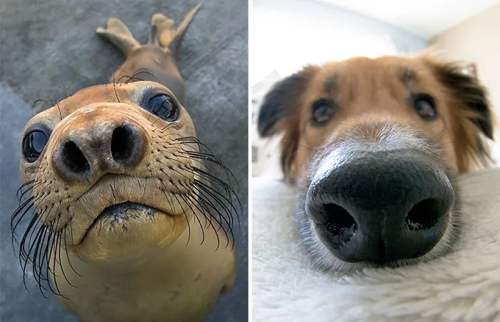 Seals Are Actually Ocean Puppies (40 Pics)