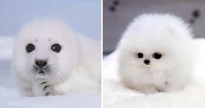 Seals Are Actually Ocean Puppies (40 Pics)