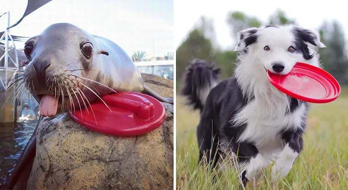 Seals Are Actually Ocean Puppies (40 Pics)