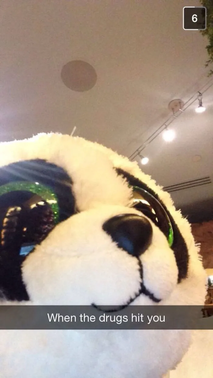 Close-up of a plush panda's face with Snapchat caption "When the drugs hit you," showing one of the hilarious Snapchats.