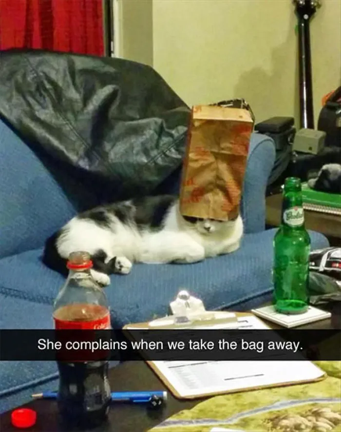 Cat with a paper bag on its head, lounging on a couch surrounded by drinks and snacks, in a funny Snapchat moment.