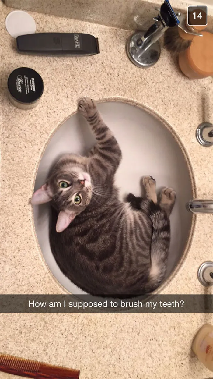 Gray cat lounging in bathroom sink with playful caption, creating a hilarious Snapchat moment.