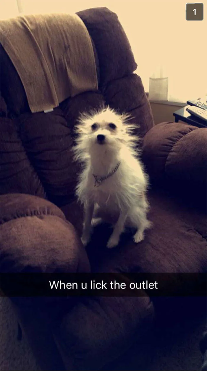 A fluffy dog with wild hair sits on a couch, captioned humorously with "When u lick the outlet".