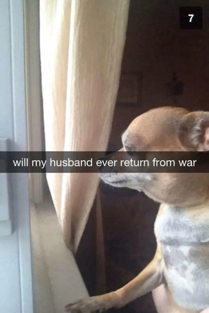Dog looking out window with caption, “will my husband ever return from war,” showcasing a hilarious Snapchat moment.