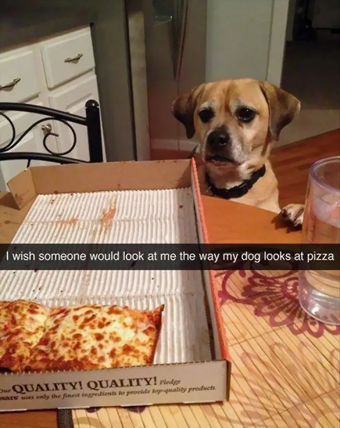 Dog humorously staring at a nearly empty pizza box, captioned with a relatable wish for admiration.