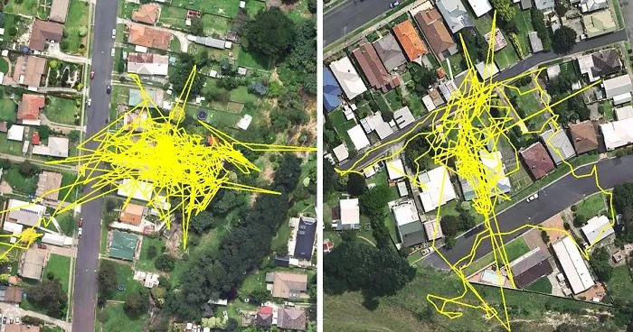 GPS Trackers Reveal Your Cat's Adventures During The Night