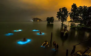 Halo Effect: Bioluminescent Phytoplankton Surround Swimmers in Circles Of Blue Light