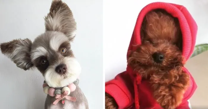 Meet Mir, The Supermodel Dog