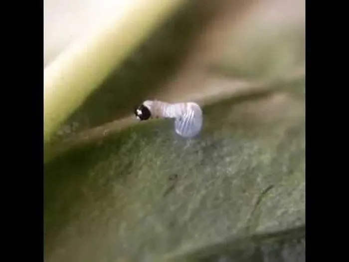 I Caught A Monarch Caterpillar Being Born