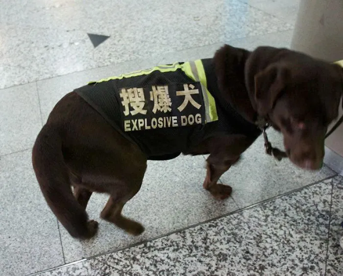 106 Hilarious Translation Fails In Asia