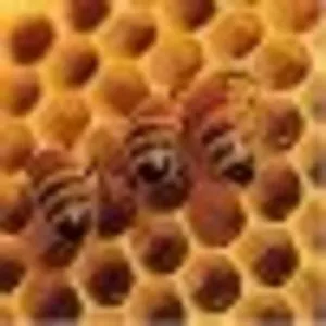 Beeograph