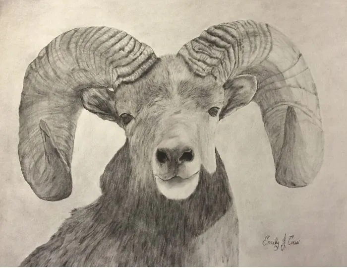 Bighorn Sheep