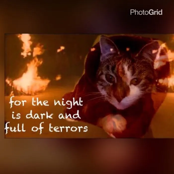 The Red Cat