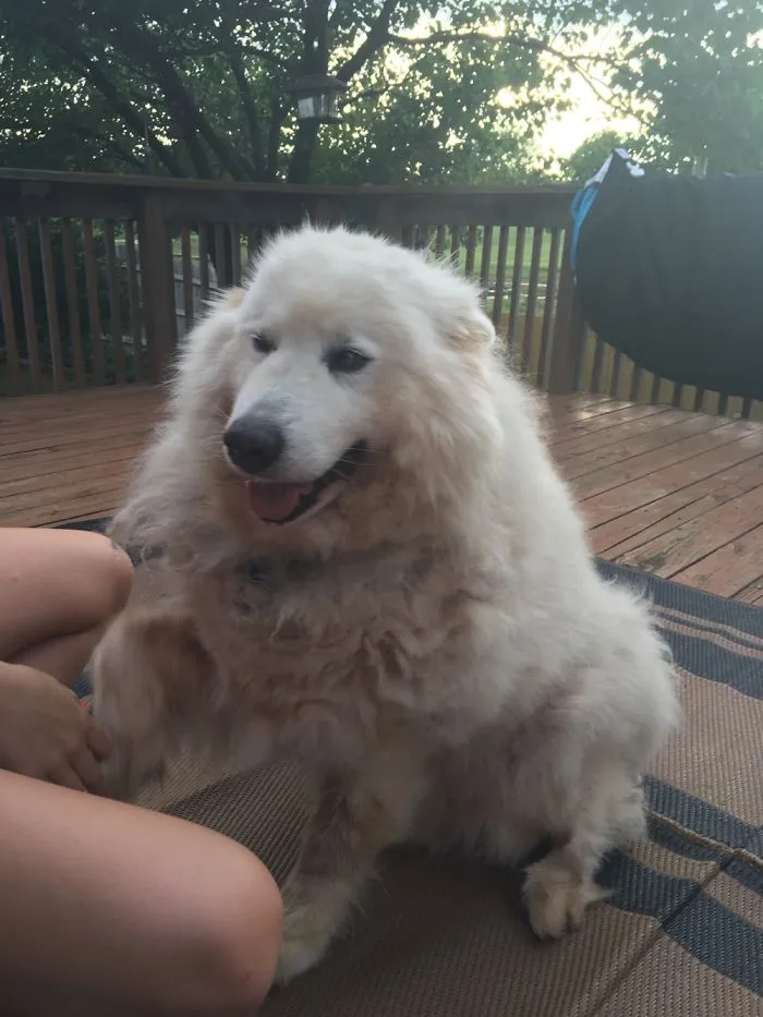 The Fluffy Dog!!!