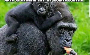 Animal Is Better Than You People