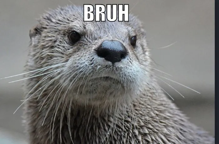 Otter Memes I Made