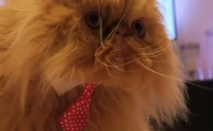 @sherbythecat Reaches 5800 Instagram Followers.