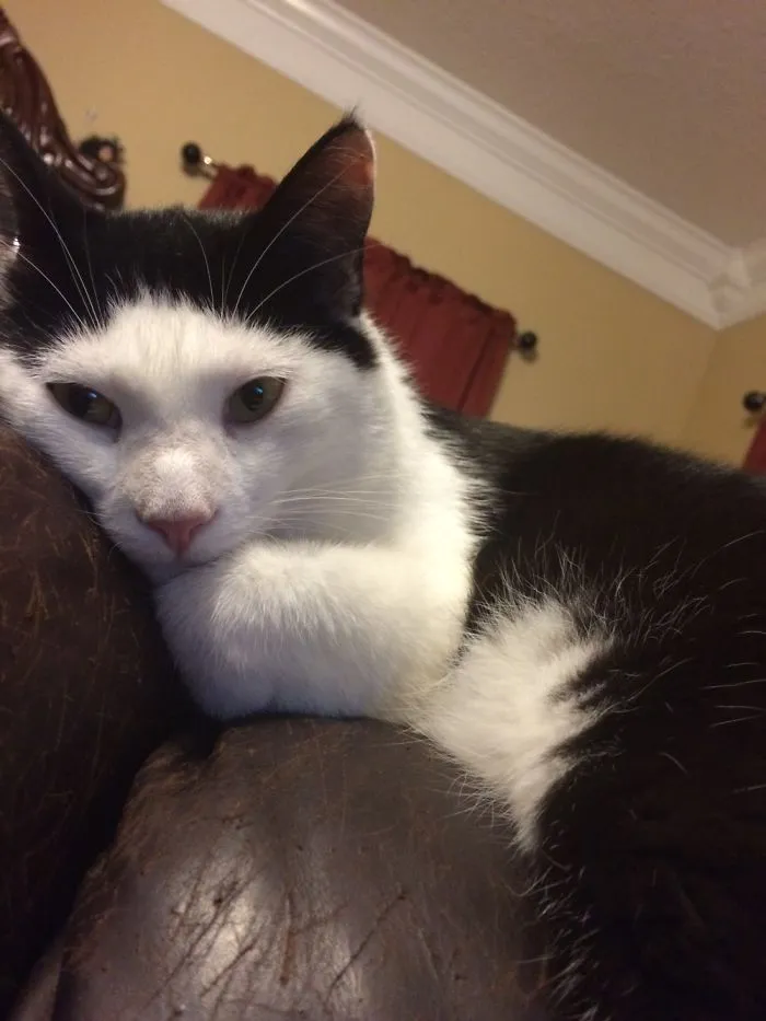 My Cat :)