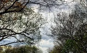 Rainy Day