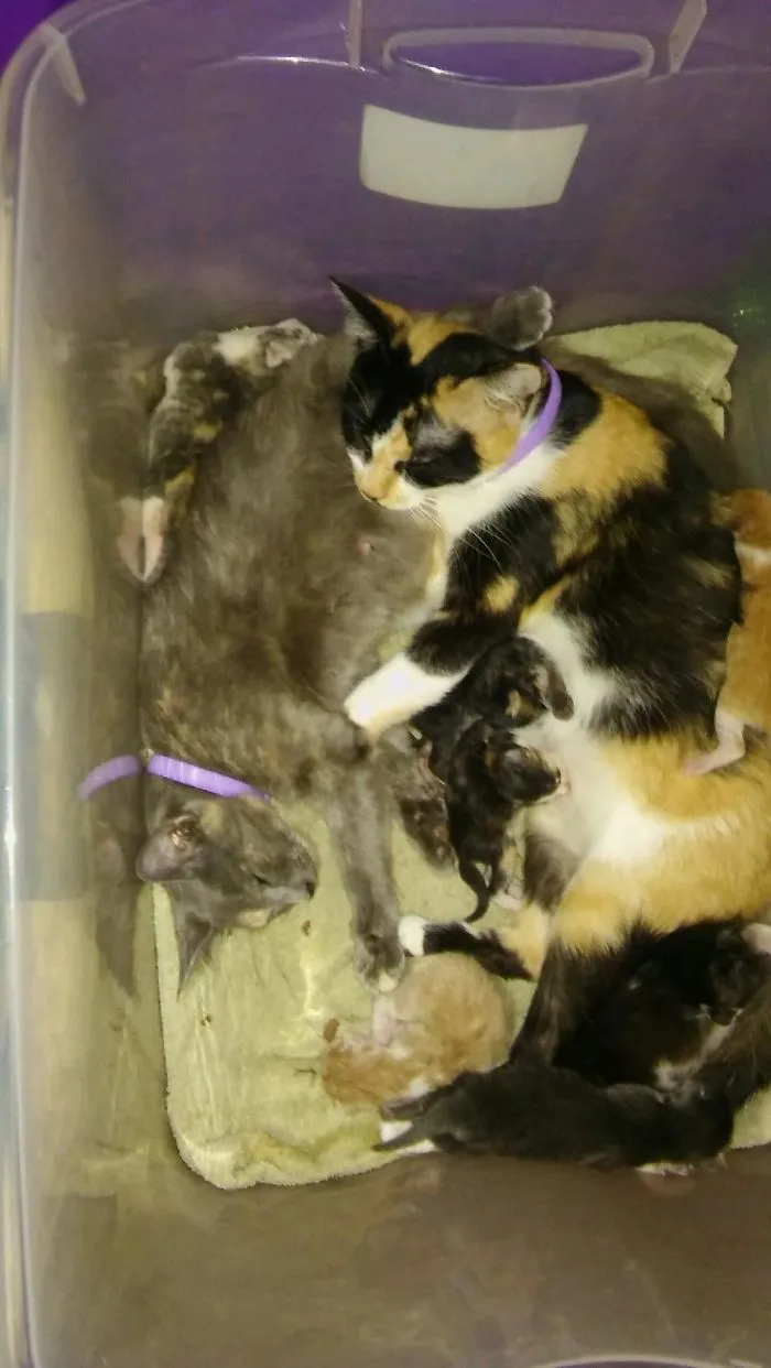 Dueling Moms! These Cats, Lola And Little Kitty, Are Best Friends Who Had Kittens A Week Apart!