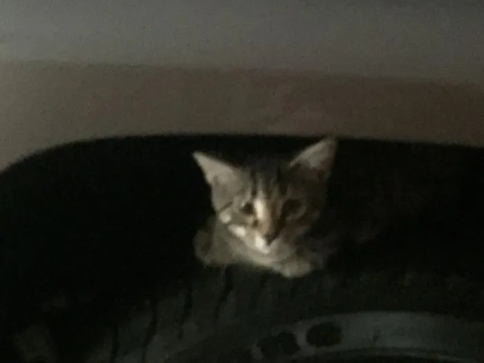 I Have The Weirdest Cat.