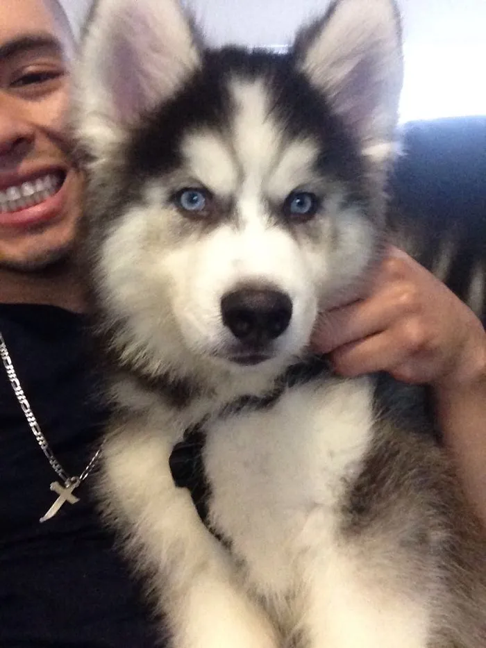 Cute Siberian Husky Puppy
