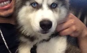 Cute Siberian Husky Puppy