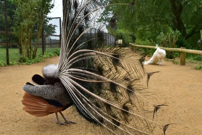 Peacocks!