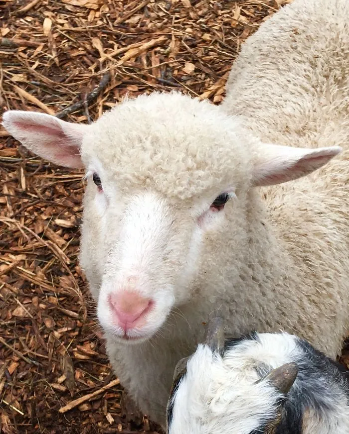Baaaaaa Humbug