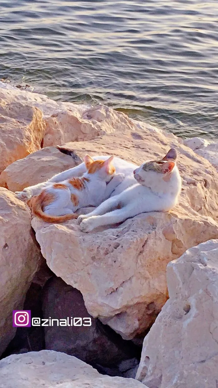 In Qatif Sea , Saudi Arabia