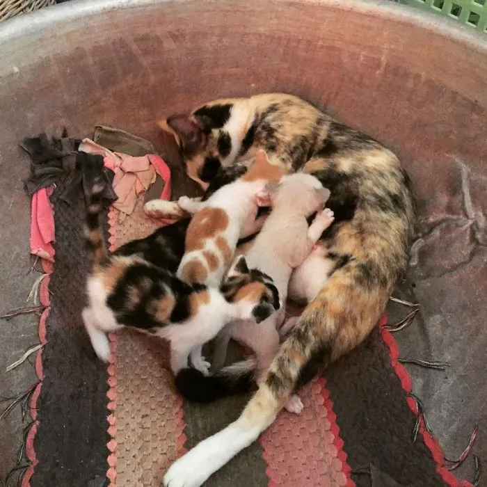 Happy Mother Cat!