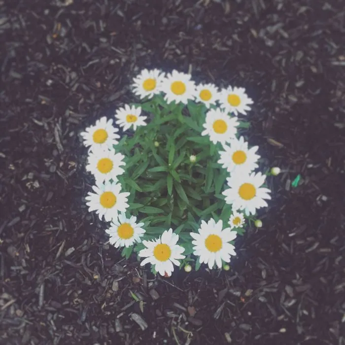Plants