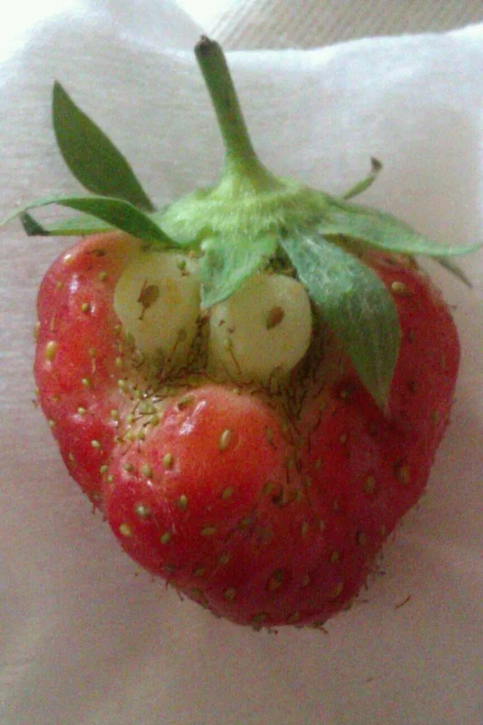 Funny Fruits No Photoshop