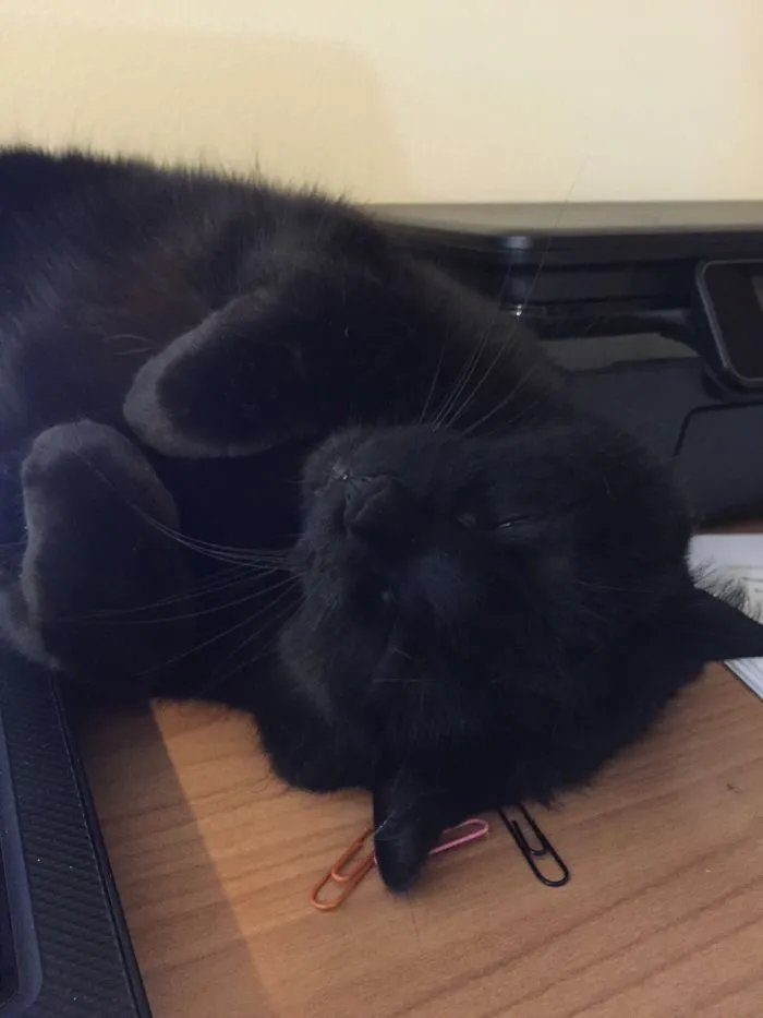 The Invinicible Cat