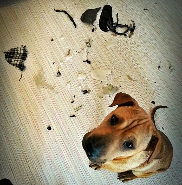 I Got Yer Slippers! I Got'em Good..
