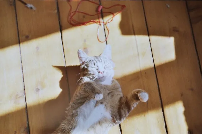 I Photograph My Cats' Life With An Analog Camera (part 1)